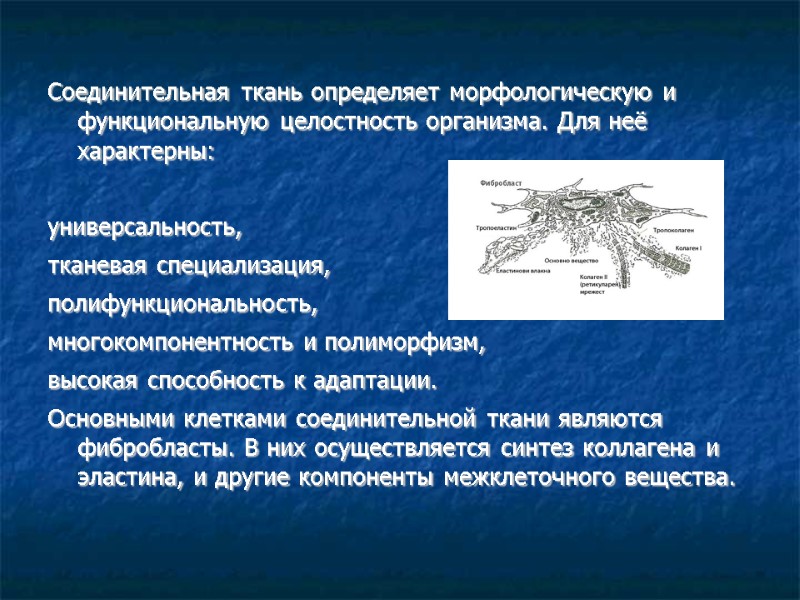 Соединительная ткань определяет морфологическую и функциональную целостность организма. Для неё характерны:  универсальность, тканевая